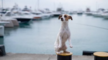 Jack Russell Terrier 'in köpeği limanın kıyısında oturuyor. Yat Kulübü.