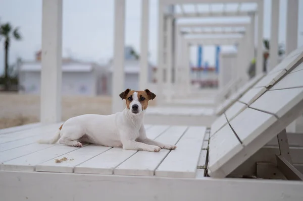 Jack Russell Terrier cão encontra-se em uma cadeira de madeira na praia. — Fotografia de Stock