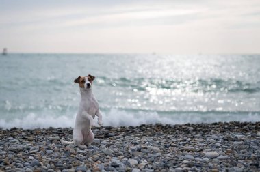 Jack Russell Terrier deniz kenarındaki çakıl taşı plajında bir köpek.. 