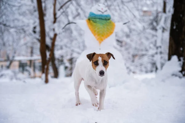Pes Jack Russell teriér chodí v zimě po ulici. Sněhulák v šále. — Stock fotografie