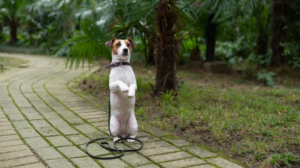 Jack Russell Terrier istuu yksin puistossa palmun alla. Kadonnut koira odottaa omistajaansa.. — kuvapankkivalokuva