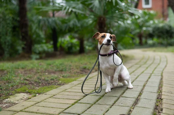 Jack Russell Terrier senta-se sozinho no parque sob uma palmeira. O cão perdido está segurando uma trela e esperando o proprietário. — Fotografia de Stock