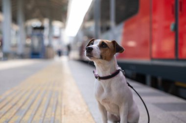 Jack Russell Terrier köpeği tren istasyonunda tek başına oturuyor..