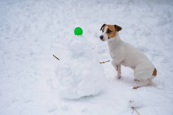 Jack Russell teriér pes dělat sněhuláka venku v zimě. — Stock fotografie