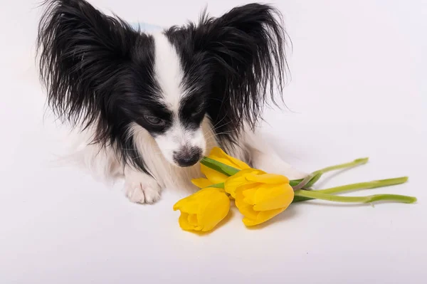 Divertido perro con grandes orejas negras peluda con un ramo de tulipanes amarillos sobre un fondo blanco —  Fotos de Stock