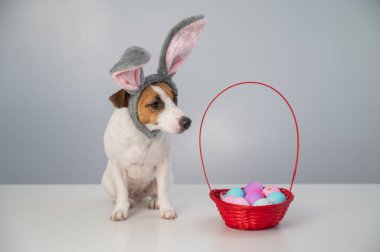 Beyaz arka planda boyalı paskalya yumurtaları olan bir sepetin yanındaki tavşan çemberindeki sevimli Jack Russell Terrier köpeği..