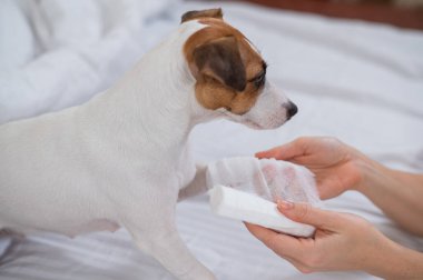 Veteriner, Jack Russell Terrier köpeğinin patisini bandajlıyor.. 