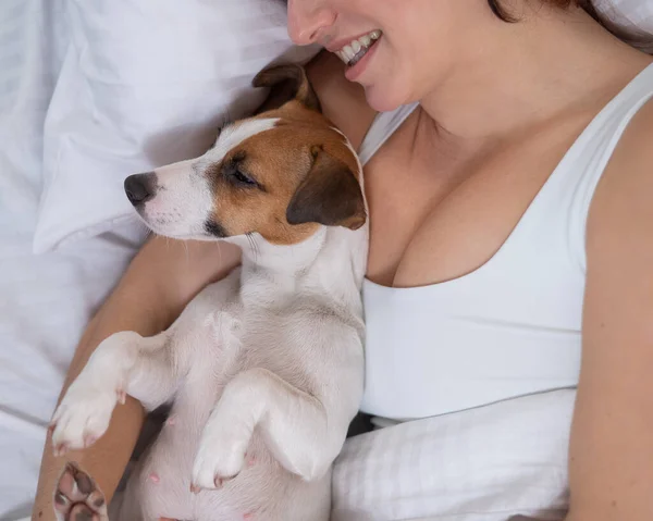 Jack Russell Terrier chien se trouve dans une étreinte avec le propriétaire au lit. — Photo