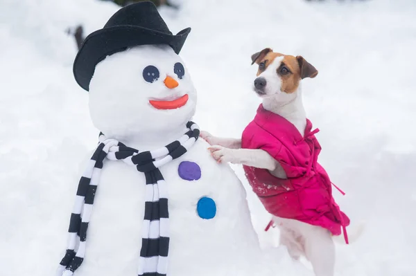 ジャック・ラッセル・テリア犬が雪だるまを作る。冬の楽しみ. — ストック写真