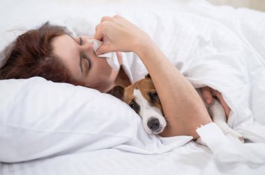 Kafkasyalı kadın hasta. Bir kız yatakta Jack Russell Terrier köpeğiyle yatarken burnunu peçeteye siliyor..