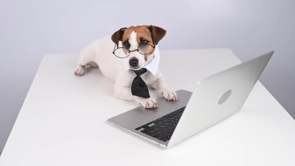 杰克 · 鲁塞尔，一只戴眼镜、打着领带的小狗，在白色背景的笔记本电脑上工作. — 图库视频影像