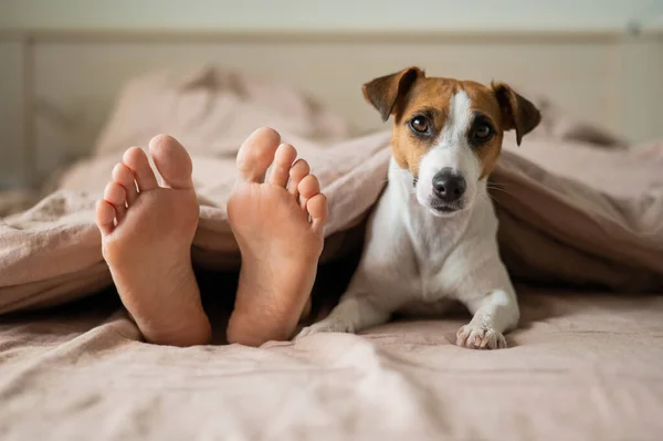 개는 주인 과 함께 침대위에 누워 담요 속에서 밖을 내다본다. 침실에 있는 맨발의 여자와 잭 러브볼 테리어. — 스톡 사진