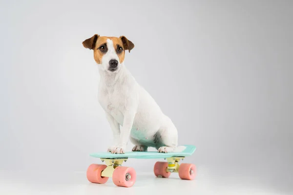 Cão em um quadro de centavo em um fundo branco. Jack Russell Terrier monta um skate no estúdio. — Fotografia de Stock