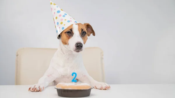 Jack Russell terrier ünnepi sapkában egy pite mellett, gyertyával a fehér háttéren. A kutya a második születésnapját ünnepli. — Stock Fotó