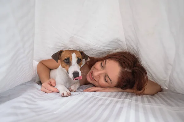 Dog Jack Russell Terrier ligger med ägaren under en filt. — Stockfoto