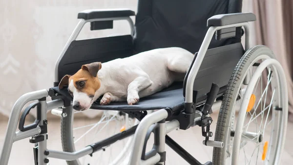 杰克罗素Terrier狗坐在轮椅上。一个忠实的朋友在等店主. — 图库照片