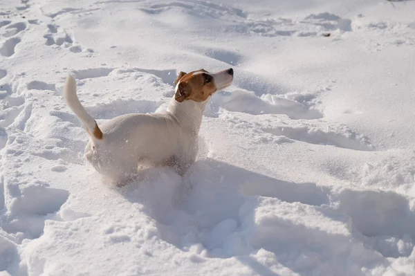 Jack Russell teriér pes ve sněhu v zimě. — Stock fotografie