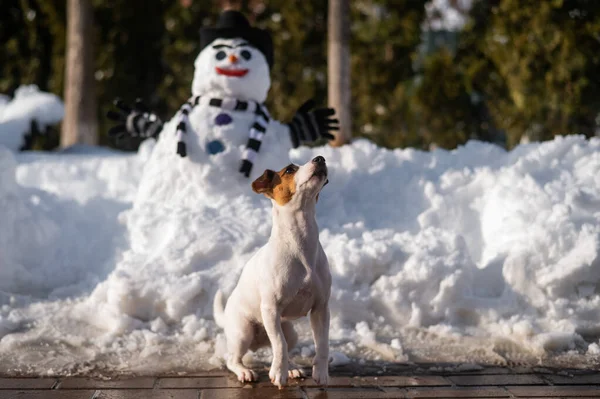 Dog jack Russell teriér na procházce v zimě vedle sněhuláka. — Stock fotografie