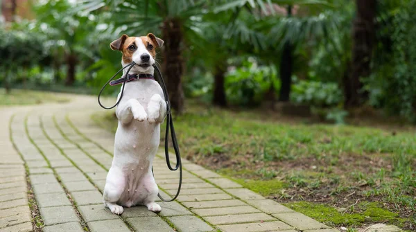 Джек Рассел Терьер сидит один в парке под пальмой. Потерянная собака держит поводок и ждет хозяина.. — стоковое фото