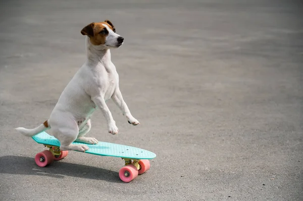 O cão monta um penny board ao ar livre. Jack Russell terrier executando truques em um skate — Fotografia de Stock
