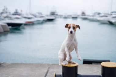 Jack Russell Terrier 'in köpeği limanın kıyısında oturuyor. Yat Kulübü.