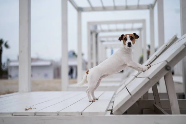 Jack Russell Terrier Hund liegt auf einem Liegestuhl aus Holz am Strand. — Stockfoto