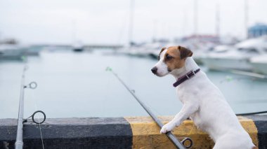 Jack Russell Terrier köpeği limanın yanında elinde olta ile oturuyor.. 