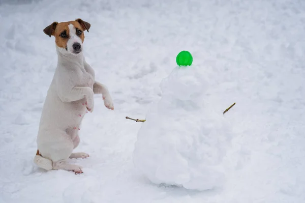 Jack Russell teriér pes dělat sněhuláka venku v zimě. — Stock fotografie
