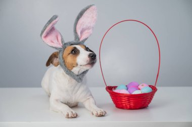 Beyaz arka planda boyalı paskalya yumurtaları olan bir sepetin yanındaki tavşan çemberindeki sevimli Jack Russell Terrier köpeği..
