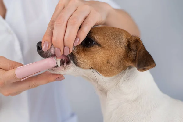 Női állatorvos mossa a fogát a kutya Jack Russell terrier egy speciális ecset teszi az ujjára. — Stock Fotó