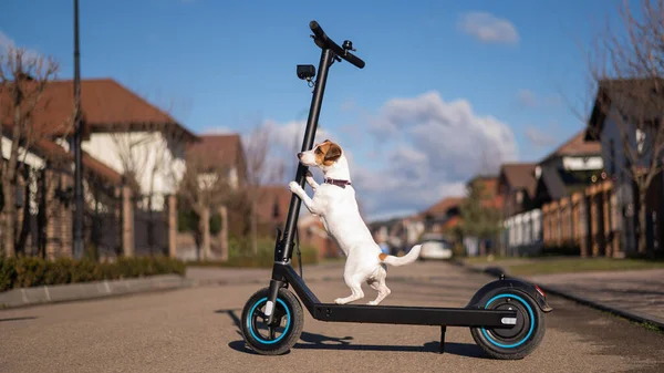 Jack Russell Terrier Hund fährt einen Elektroroller im Hüttendorf. — Stockfoto
