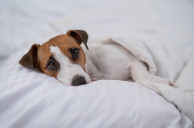 Jack Russell Terrier köpeği yorganın altında yatıyor. Hayvan yatak odasında uyuyor..