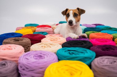 Jack Russell Terrier 'ın çok renkli pamuklu köpeğinin yakın çekimi..