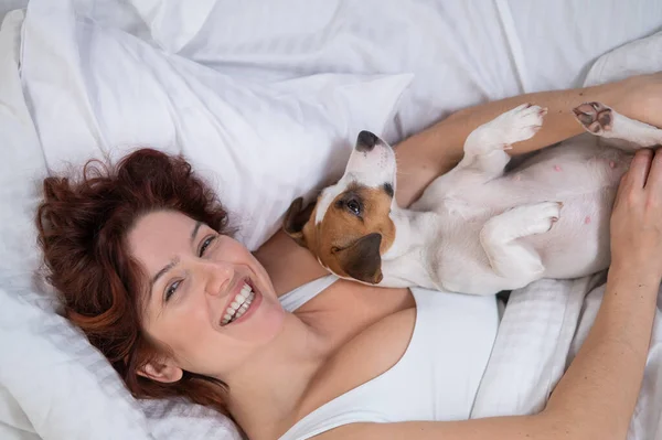 Jack Russell Terrier cão encontra-se em um abraço com o proprietário na cama. — Fotografia de Stock