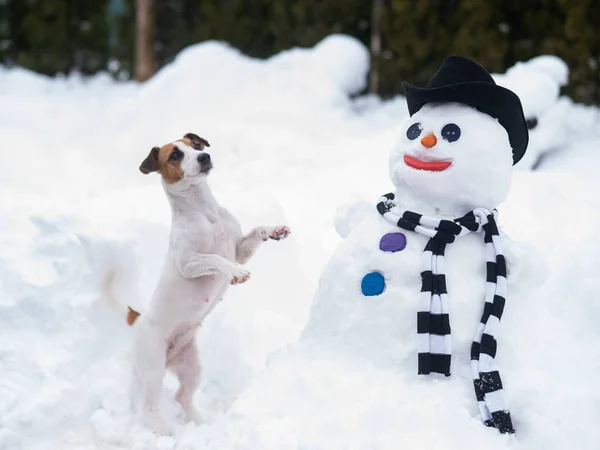 Jack Russell teriér pes dělat sněhuláka. Zimní zábava. — Stock fotografie