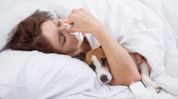 Mulher caucasiana está doente. Uma menina sopra o nariz em um guardanapo enquanto deitada na cama com um cachorro Jack Russell Terrier. — Fotografia de Stock