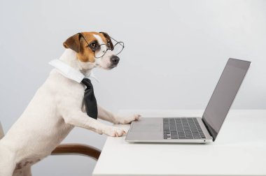 Gözlüklü ve kravatlı teriyer köpeği Jack Russell laptopta beyaz arka planda çalışır..