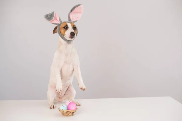 Divertido perro Jack Russell Terrier en un traje de conejo con una cesta de huevos pintados sobre un fondo blanco. Símbolo católico Pascua — Foto de Stock