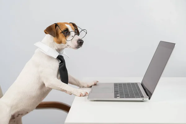 Jack russell terrier chien dans des lunettes et cravate fonctionne sur ordinateur portable sur fond blanc. — Photo