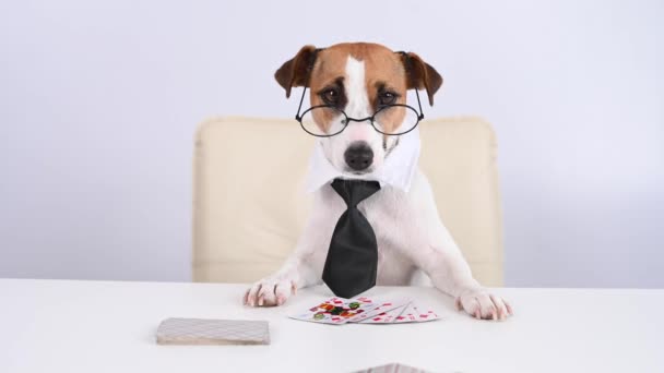 Jack Russell terriër hond met bril en stropdas speelt poker. Verslaving aan gokkaartspellen. — Stockvideo