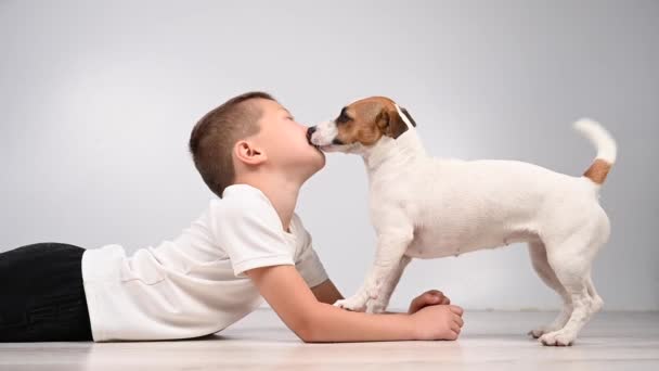 Jack Russell Terrier Dog Licks Boys Face — Stock Video