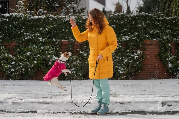 Caucasian woman playing with dog while walking in winter. Jack Russell Terrier jumps at the command of the owner. — Foto Stock