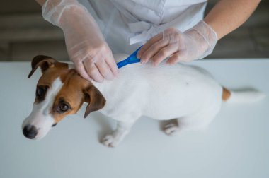 Bir veteriner, asalakların üzerine ilaç dökerek bir köpeği tedavi eder.. 