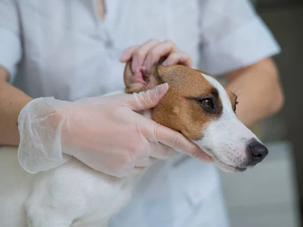 O veterinário examina as orelhas dos cães. Jack Russell Terrier Orelha Alergia. — Fotografia de Stock