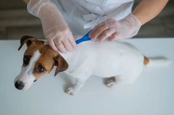 Veterinární lékař zachází se psem od parazitů kapající lék na kohoutky. — Stock fotografie