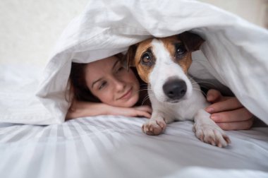 Köpek Jack Russell Terrier, sahibiyle birlikte battaniyenin altında yatıyor..
