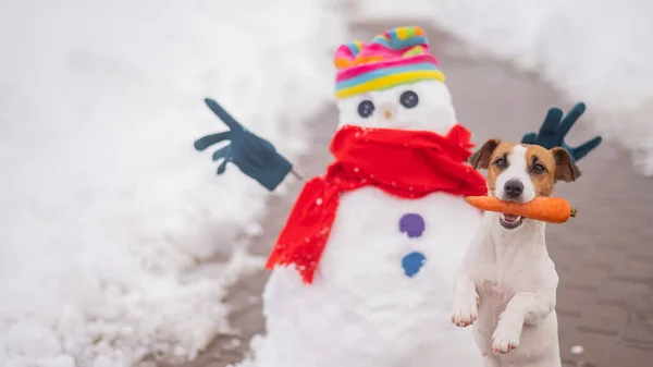 Jack Russell Terrier cane tenendo una carota in bocca per un pupazzo di neve. — Foto Stock