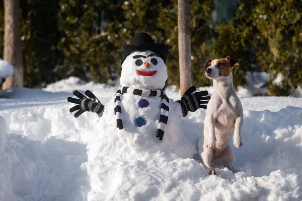 雪だるまの隣の冬の散歩中の犬のジャック・ラッセル・テリア. — ストック写真