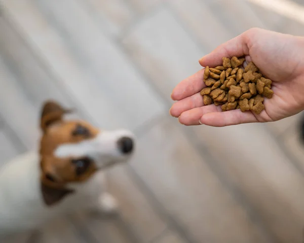 stock image A woman is holding a handful of dry dog food.