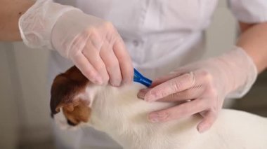 Veteriner doktor parazit ısırıklarına karşı ilaçlarını damlatır.. 